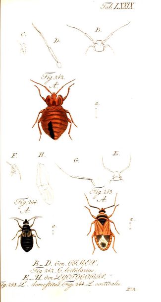Ilustrace z hmyzu. Starý obrázek - Fotografie, Obrázek