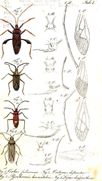 Illustration of insects. Old image - Photo, Image