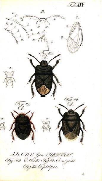 Illustration of insects. Old image - Photo, Image