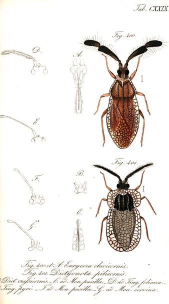 Ilustración de insectos. Imagen antigua
 - Foto, imagen