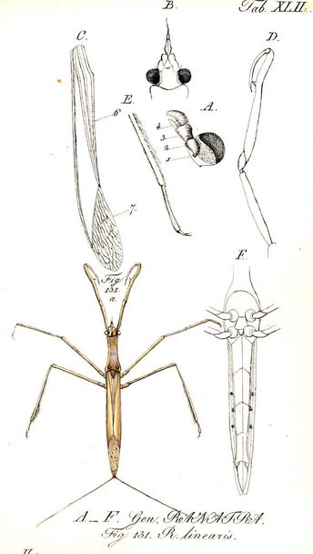 Illustration d'insectes. Ancienne image
 - Photo, image