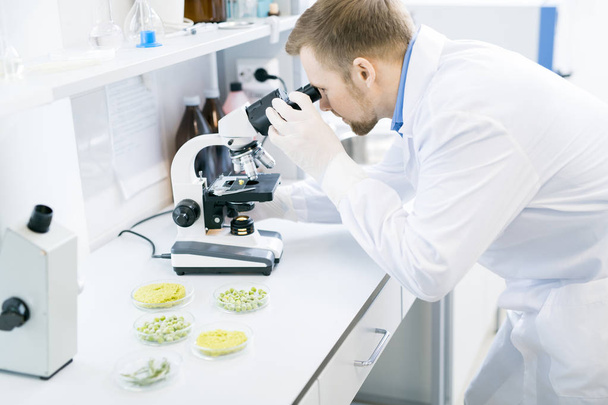 Vista lateral del cultivo del microbiólogo masculino en bata de laboratorio mirando atentamente a través del ocular del microscopio con el objeto de prueba de nutrición alimentaria en él
 - Foto, Imagen