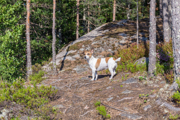 portrait of Jack Russell terrier on a rock in the forest - Photo, Image