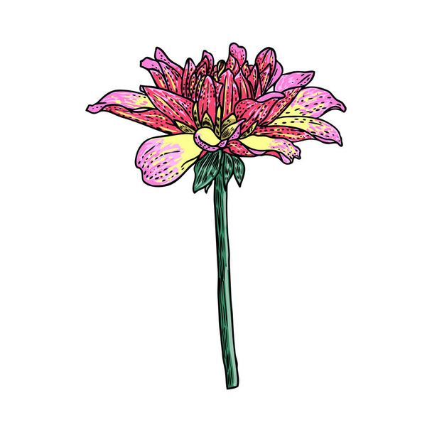 Dahlia flower, related species include the daisy, chrysanthemum, and zinnia. Ink floral art. Floral head for wedding decoration, Valentine's Day, Mother's Day, sales and other events. Vector. - Vektör, Görsel