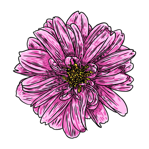 Dahlia head. Botanical vintage ink illustration. Hand drawn flower and herb isolate on white background. Black and color florist elements. Vector. - Vektör, Görsel