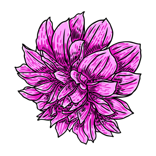 Dahlia. Botanical illustration. Design elements in black and color. Floral head for wedding decoration, Valentine's Day, Mother's Day, sales and other events. Vector. - Vektör, Görsel