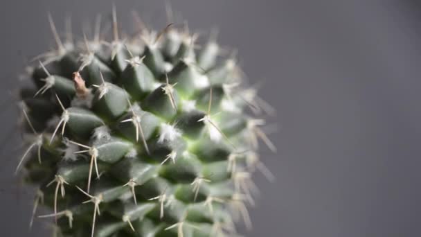 kaktus roślina obracanie na szary - Materiał filmowy, wideo