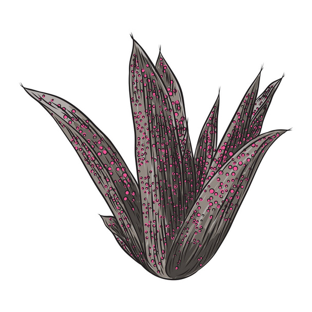 Hand drawn wild tropical house Succulent plant. Scandinavian mood element for card design. Air plant for terrarium. Vector. - Vecteur, image
