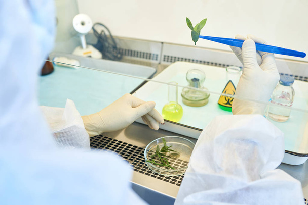 Close-up of unrecognizable environmental scientist in protective gloves holding plant leaves with tweezers while analyzing sample in isolation workstation - Photo, Image