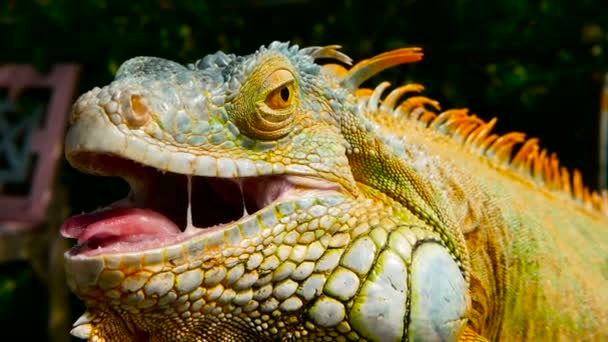 Dragón dormido. Retrato de cerca de Lagarto vibrante descansando. Enfoque selectivo. Iguana verde nativa de zonas tropicales
 - Metraje, vídeo