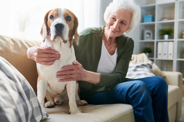Happy cheerful senior woman with gray hair hugging faithful Beagle dog while sitting on comfortable sofa at home - Photo, Image