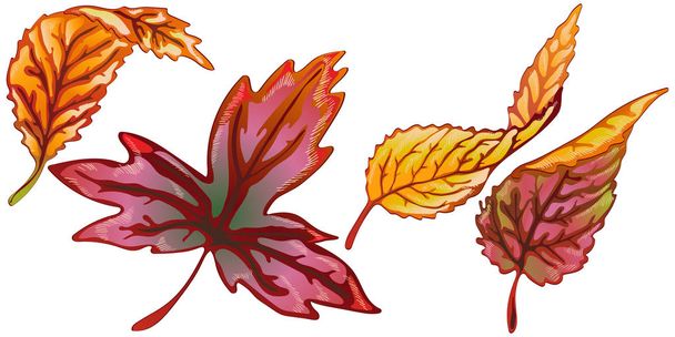 Vector autumn yellow and red leaves. Leaf plant botanical garden floral foliage. Isolated illustration element. Vector leaf for background, texture, wrapper pattern, frame or border. - Vektör, Görsel