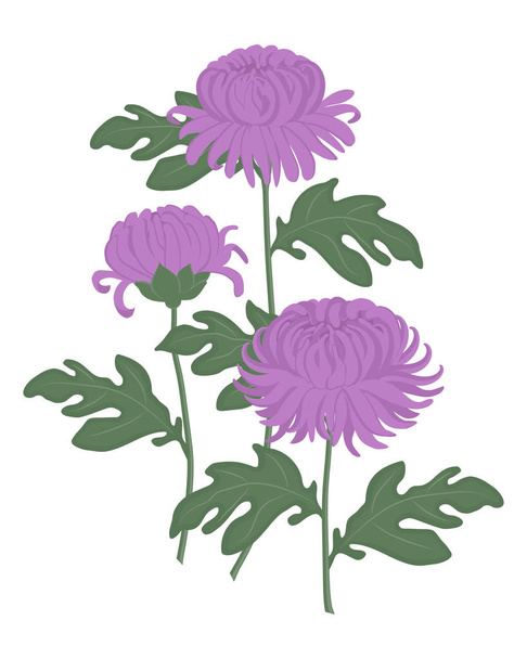 白い背景の上の緑の葉と紫の菊。秋の花。ベクトル図 - ベクター画像