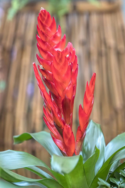 vriesea carinata květina ve váze - Fotografie, Obrázek