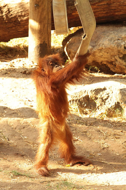 een kleine baby orang-oetan wordt gespeeld door een brandslang. baby orang-oetan in een beschermde omgeving - Foto, afbeelding