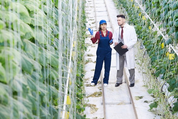 Weitwinkelporträt des Chefaufsehers, der mit einer Arbeiterin spricht, während er Pflanzen im Gewächshaus moderner Gemüseplantagen untersucht, Kopierraum - Foto, Bild