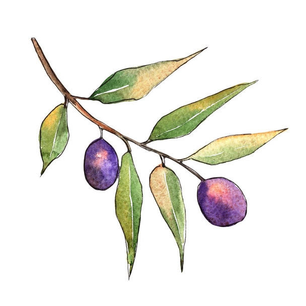 Olive tree in a watercolor style. Isolated illustration element. Full name of the plant: Branches of an olive tree. Aquarelle olive tree for background, texture, wrapper pattern, frame or border. - Foto, Imagem