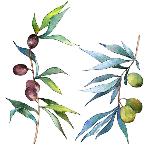 Olivovník ve stylu akvarelu. Izolované ilustrace prvek. Celé jméno rostliny: větve olivovník. Aquarelle olivový strom na pozadí, textura, souhrnný vzorek, rám nebo hranice. - Fotografie, Obrázek