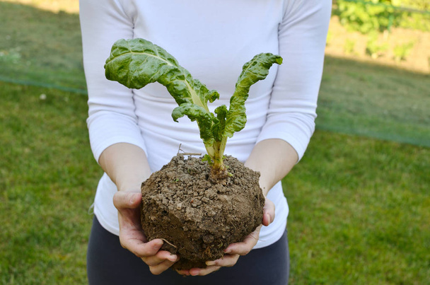 Woman holding chard seedling during replanting - Photo, Image
