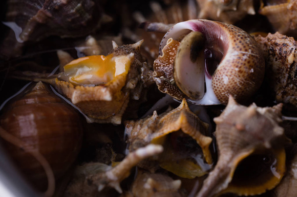 Makro ayrıntılarını deniz salyangoz, yemek hazır - Fotoğraf, Görsel