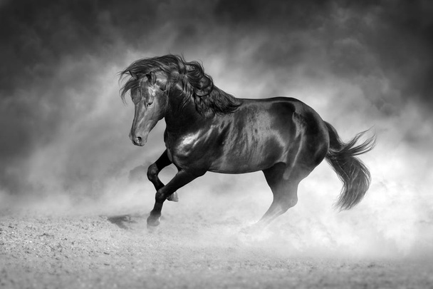 Dark stallion free in motion. Black and white - Photo, Image