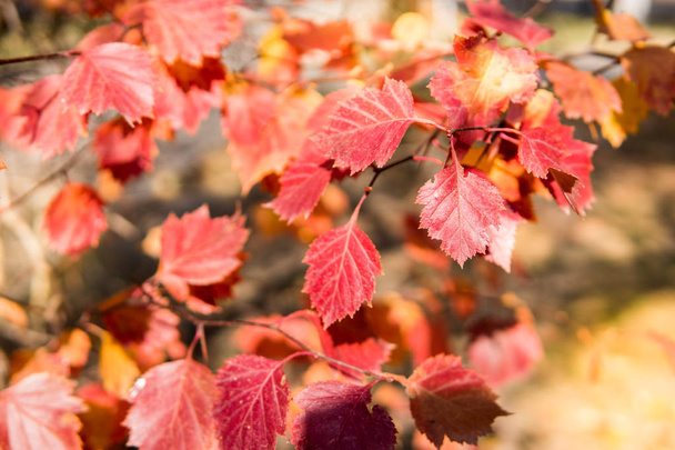 Podzimní červené listy. Strom v parku na slunečný den. - Fotografie, Obrázek