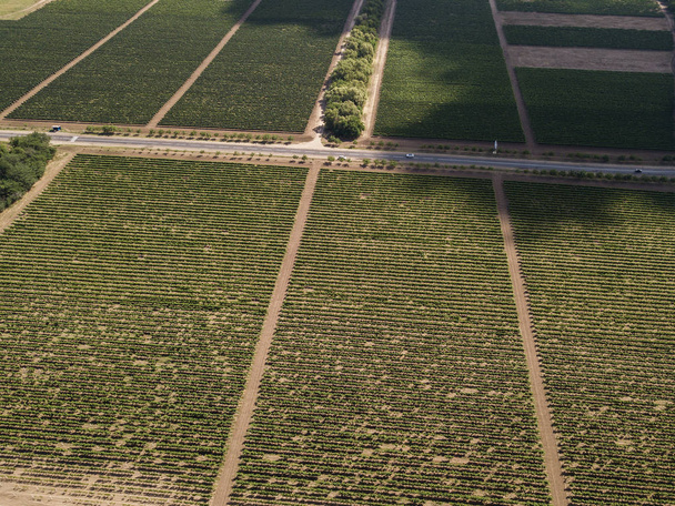 Aerial top view from drone to vineyard with grape at summer time - Foto, Imagem