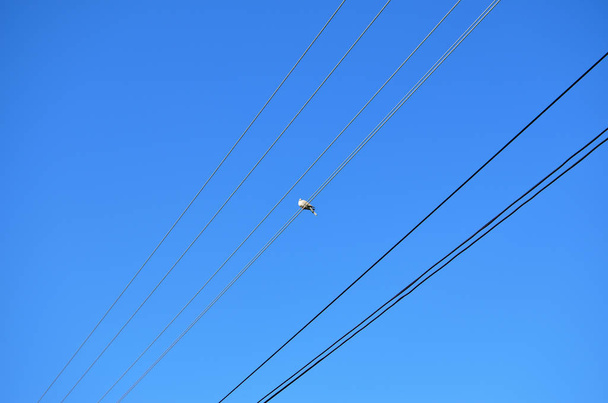Pigeon on an electric wire against clear blue sky - Foto, Imagem