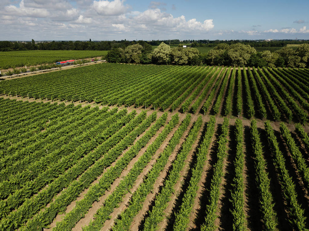 Aerial top view from drone to vineyard with grape at summer time - Photo, Image
