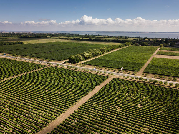 Aerial top view from drone to vineyard with grape. Shot in Ukraine - Foto, Imagem