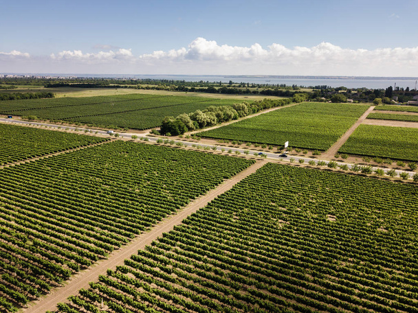 Aerial top view from drone to vineyard with grape at summer time - Foto, Imagen