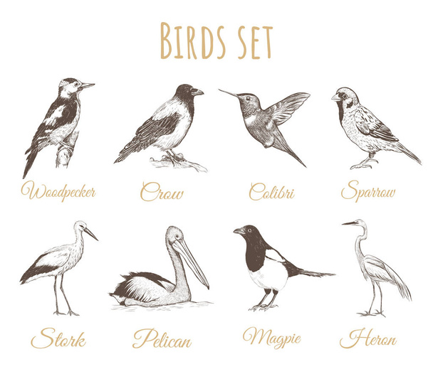 Desenho de conjunto de pássaros
.. - Vetor, Imagem