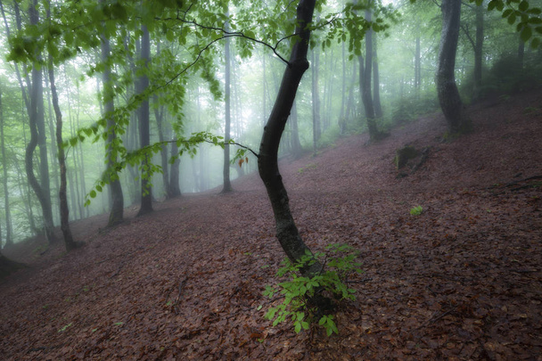 Zöld nyári esős és ködös erdő. Régi ködös erdős természetvédelmi táj. Smoky Mountains, Amerikai Egyesült Államok - Fotó, kép
