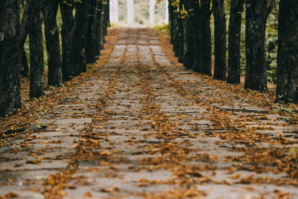 uitzicht op lege herfst park met bruin gebladerte op pad - Foto, afbeelding