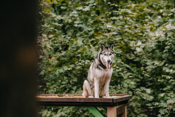 сибірський хаскі собака, що сидить на перешкоді на гнучкому ґрунті
 - Фото, зображення