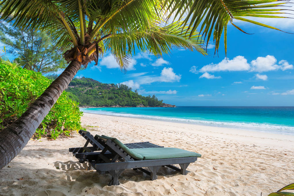 Spiaggia sabbiosa con palma e mare turchese sull'isola Paradiso. Vacanza estiva e concetto di viaggio
.   - Foto, immagini