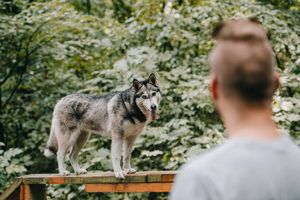selective focus of cynologist training with husky on dog walk obstacle - Photo, Image