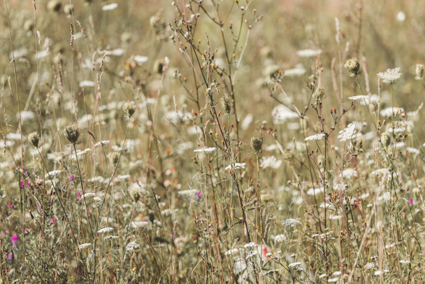 vista close-up de belas flores silvestres florescendo no campo no dia ensolarado
 - Foto, Imagem