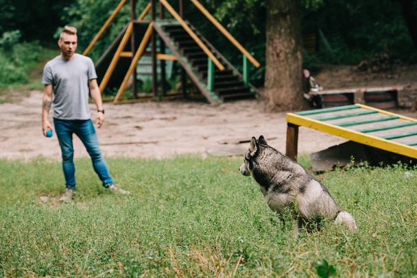 Sibirya husky köpek ile Cynologist eğitim - Fotoğraf, Görsel