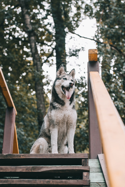 grey husky dog training on agility ground - Fotó, kép