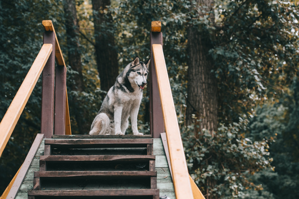 szürke szibériai husky kutya agility a park - Fotó, kép