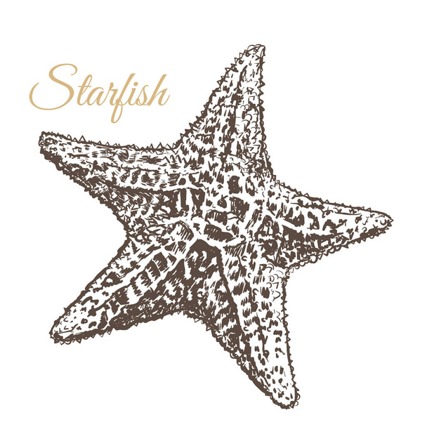  Estrella de mar, ilustración vectorial dibujada a mano
.  - Vector, imagen