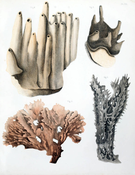 Spongiaires, eski resim çizimi - Fotoğraf, Görsel