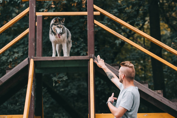 dog trainer with siberian husky dog on stairs obstacle   - Photo, Image
