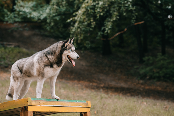 siberian husky dog on agility ground in park - 写真・画像
