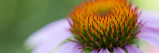 Λουλούδι της echinacea φυσικό υπόβαθρο των θεραπειών spa - Φωτογραφία, εικόνα