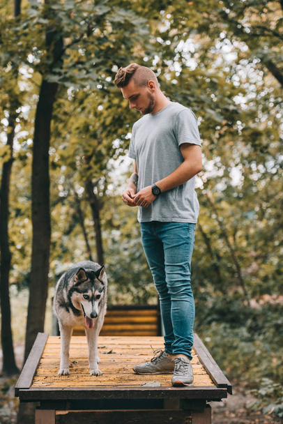 cynologist formazione siberiana husky su cane a piedi ostacolo
  - Foto, immagini