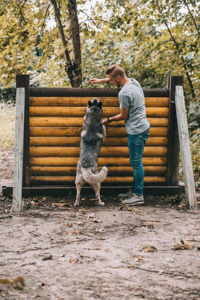 dog trainer working with siberian husky on jumping obstacle - Fotografie, Obrázek