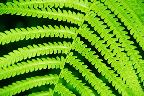 Green bracken lush fern growing in forest - Photo, Image