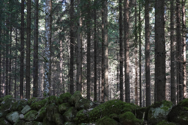 Swedish forest landscape at summertime - Photo, image